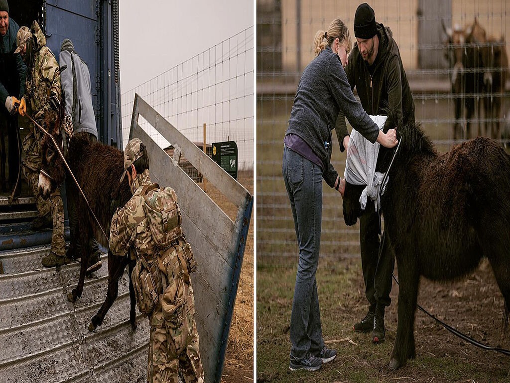 The surviving animals are provided with medical care and moved to safe places