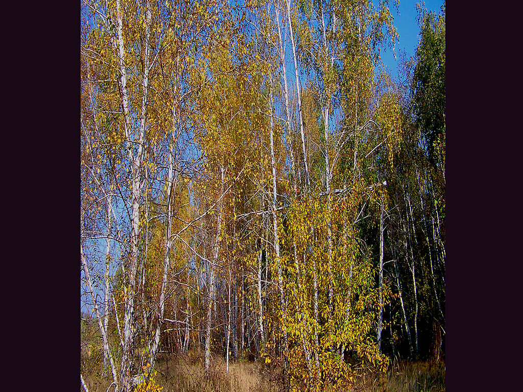 The reserve in autumn