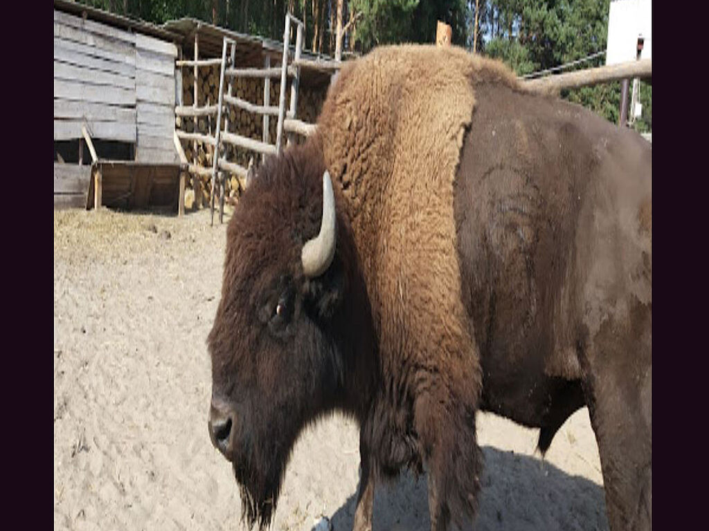 A bison