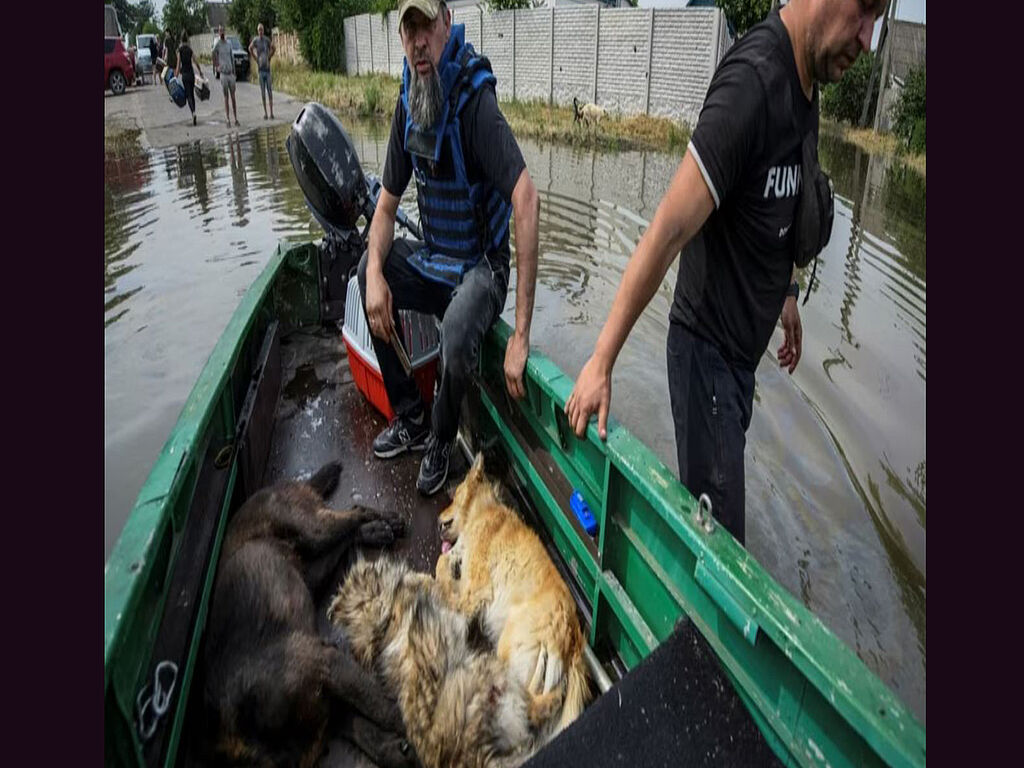 Волонтери рятують собак