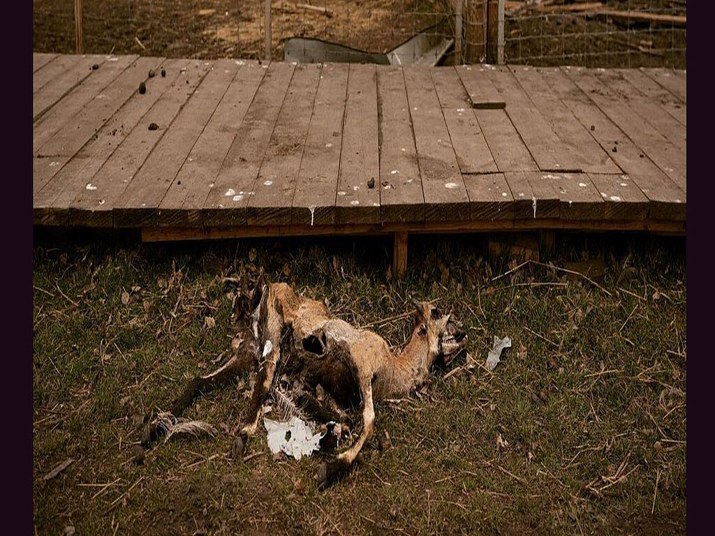 All that remains of a small deer fawn