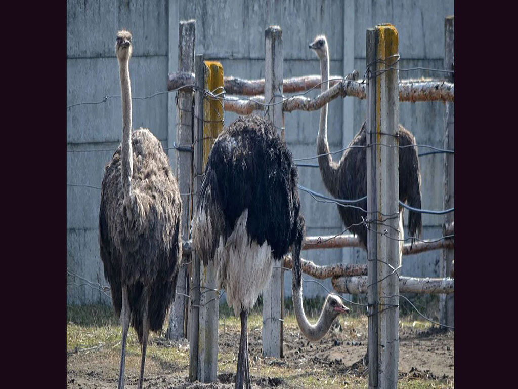 An ostrich farm and a petting zoo