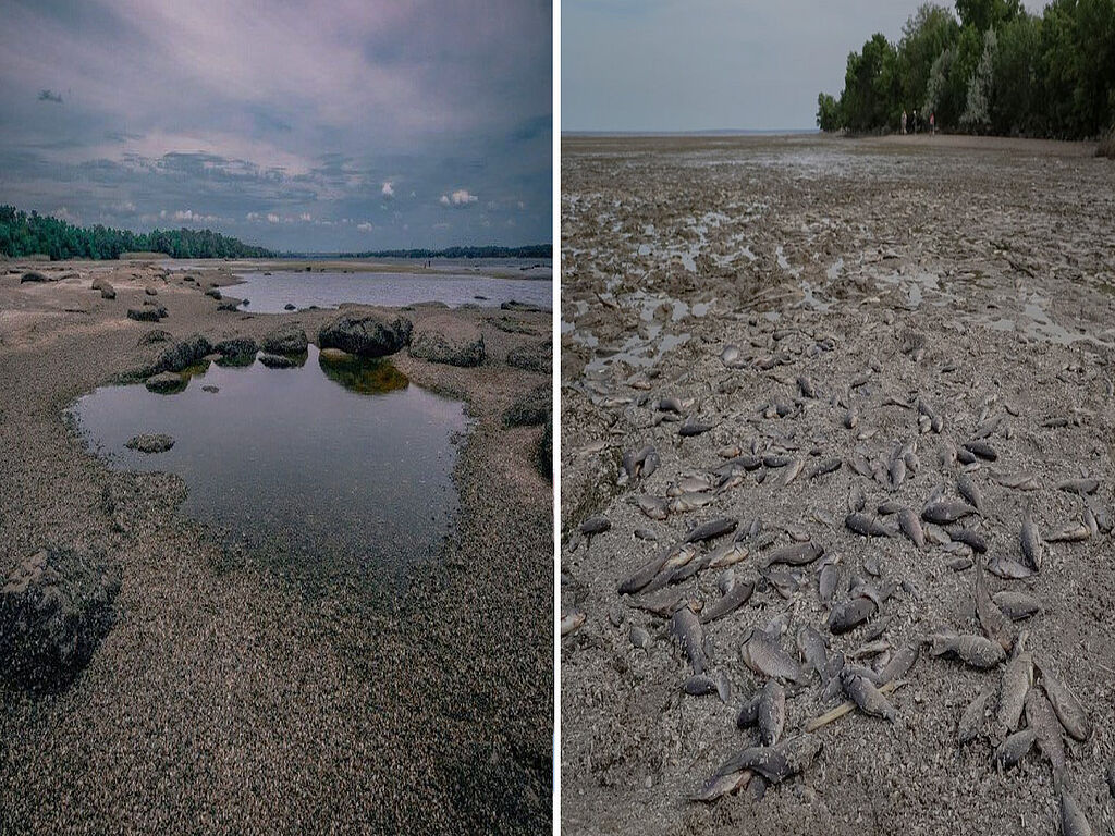 Destruction massive de poissons - les troupes russes ont mis en place un écocide
